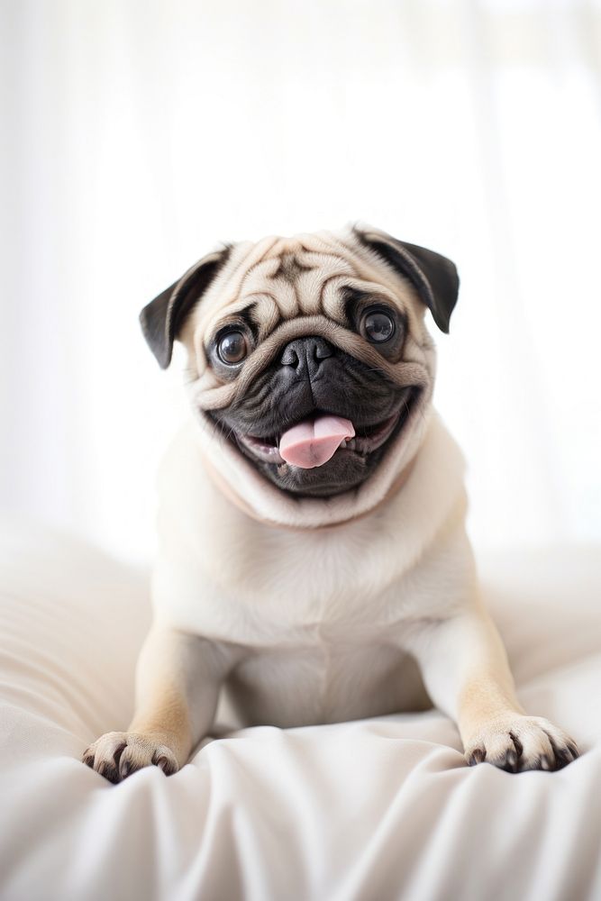 Pug dog, pet animal photo. 