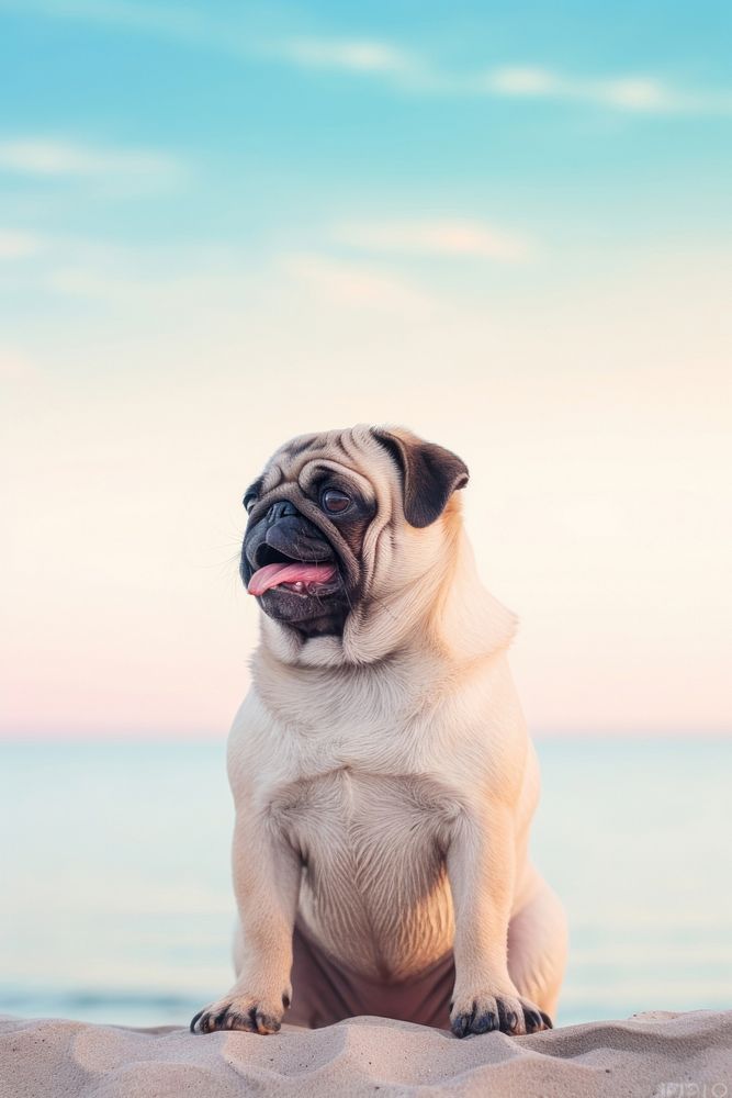 Pug dog, pet animal photo. AI generated Image by rawpixel.