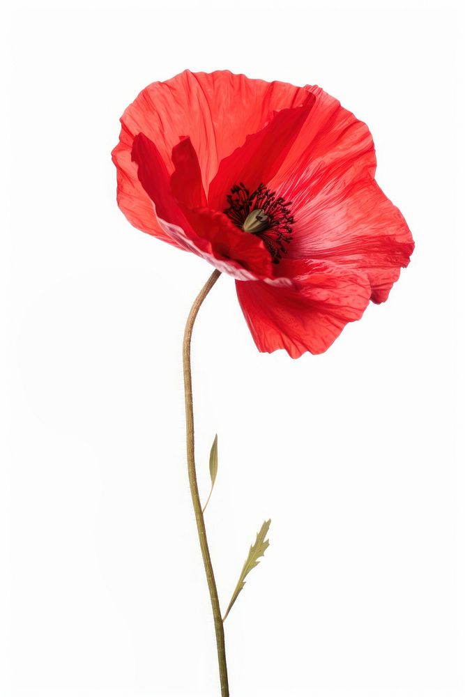 Poppy flower plant white background inflorescence. AI generated Image by rawpixel.