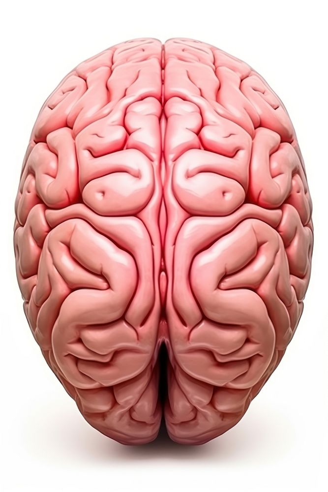 Human brain medical sphere person. AI generated Image by rawpixel.