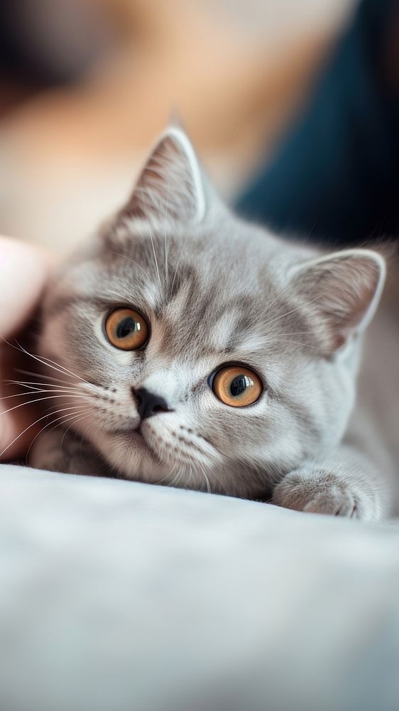 British shorthair cat animal mammal kitten. 