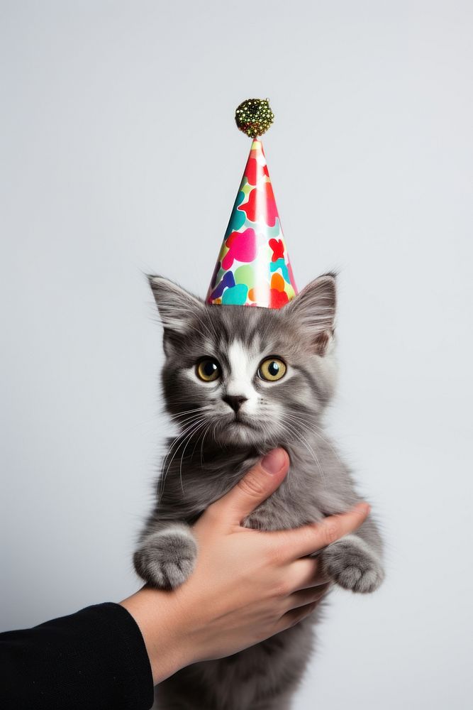 Hand holding cat mammal animal party. 