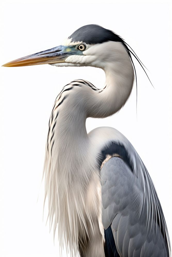 Grey Heron heron animal bird. 