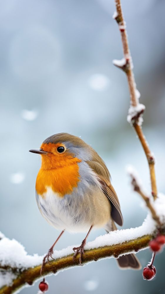 European robin outdoors animal nature. AI generated Image by rawpixel.