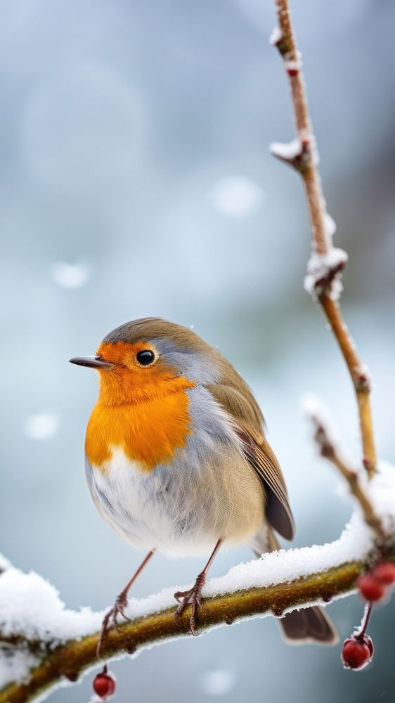 European robin outdoors animal nature. 