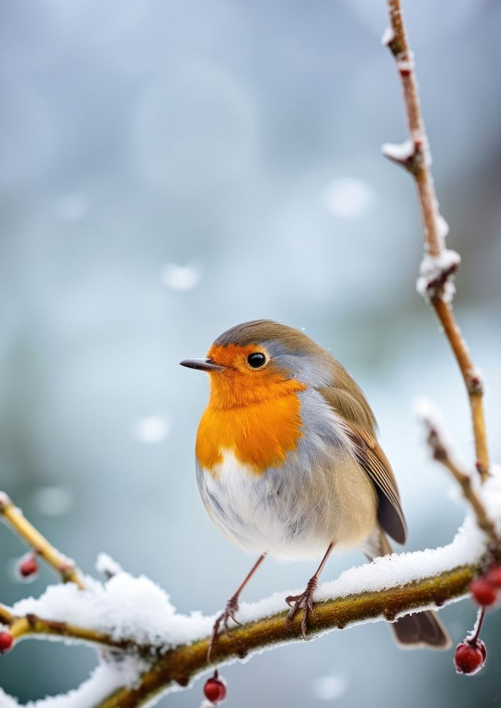 European robin outdoors nature animal. AI generated Image by rawpixel.