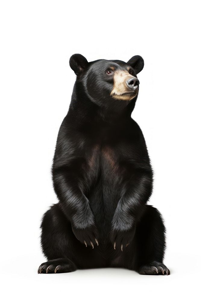 Sun bear wildlife mammal animal. AI generated Image by rawpixel.