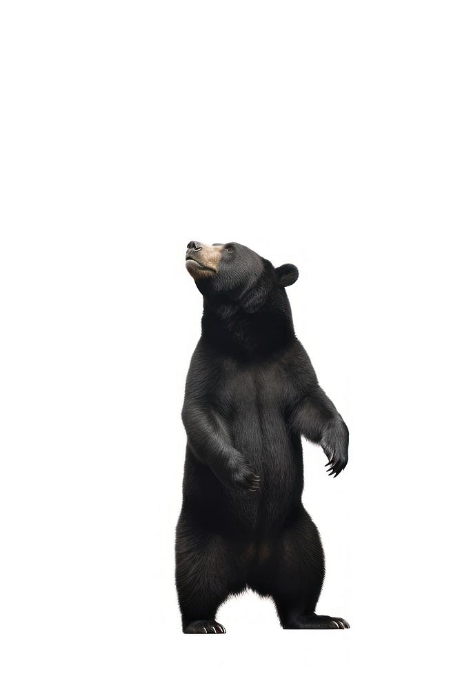 Sun bear wildlife standing mammal. AI generated Image by rawpixel.