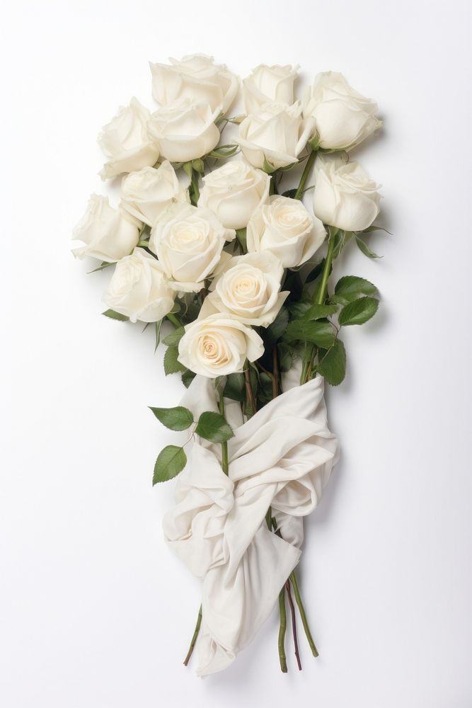 White roses flower plant white background. AI generated Image by rawpixel.