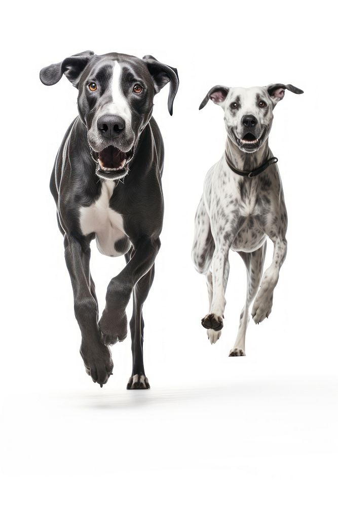 Great danes pointer running mammal. AI generated Image by rawpixel.