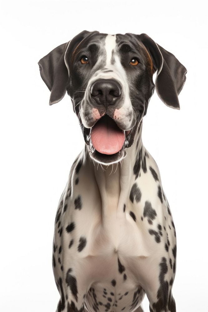 Great dane animal mammal pet. 