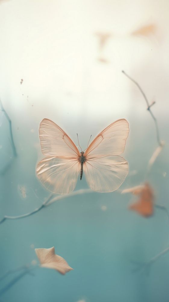 Butterfly outdoors animal insect. 