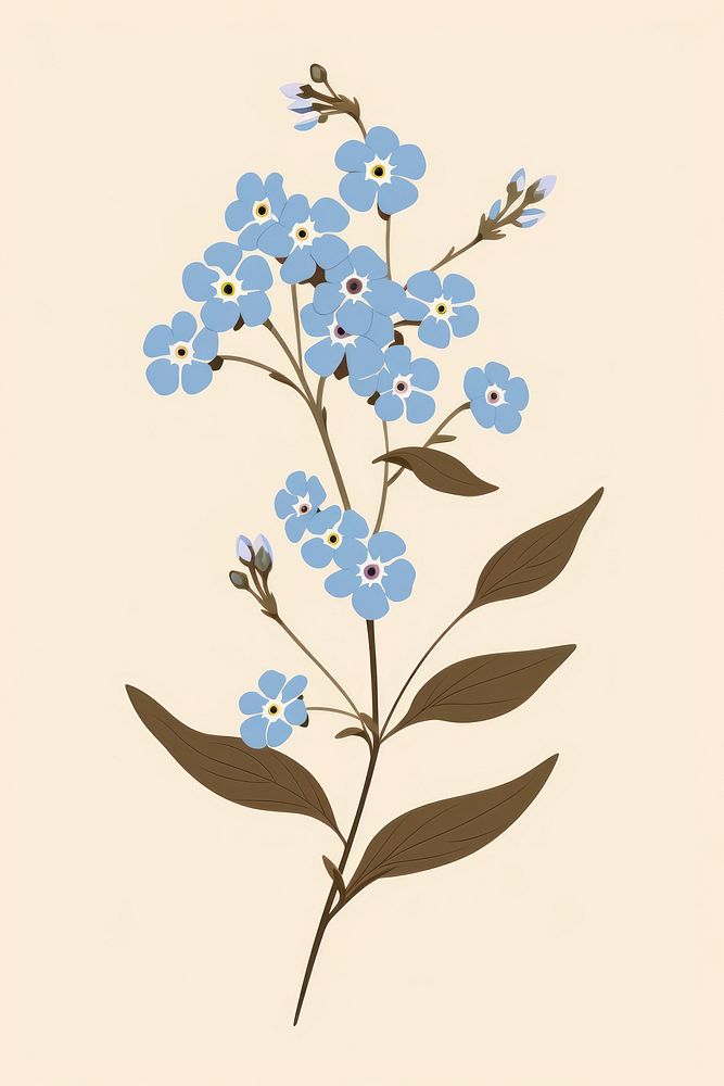 Forget me not flower blossom plant forget-me-not. 