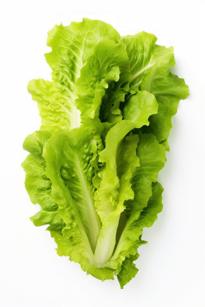 Lettuce vegetable green plant. AI generated Image by rawpixel.