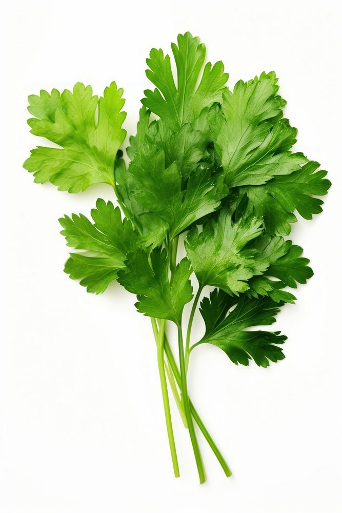 Parsley leaf parsley plant herbs. Free Photo rawpixel