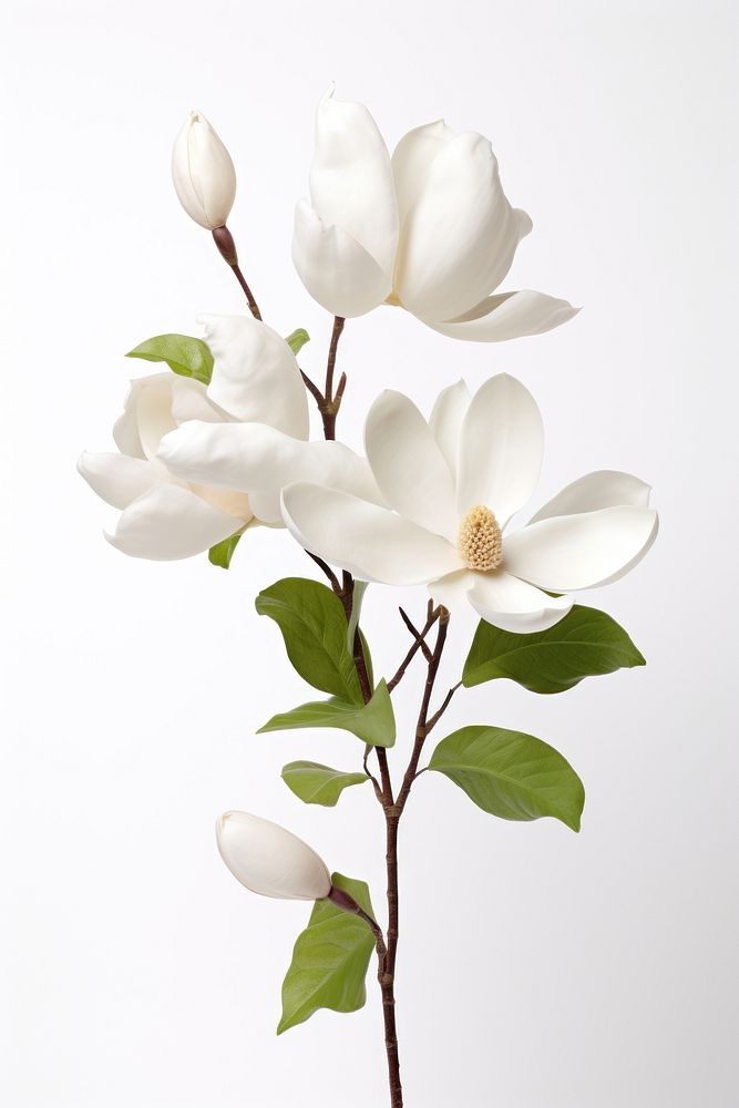 White magnolia blossom flower plant. AI generated Image by rawpixel.