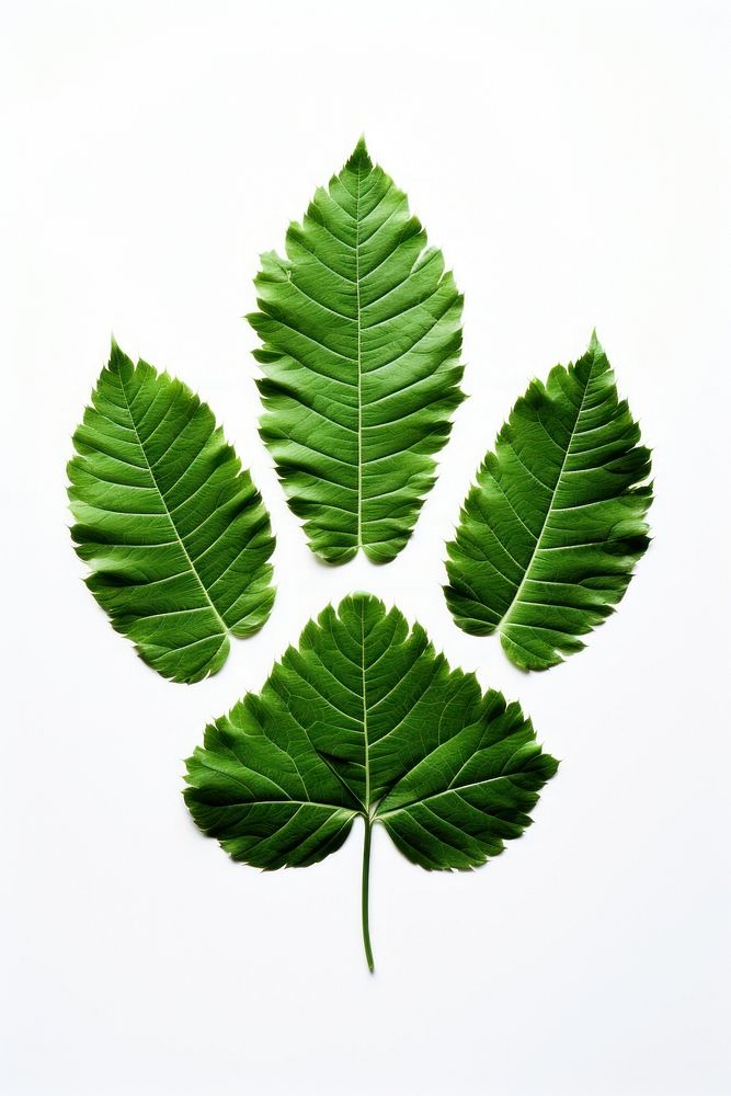 A green dog paw leaf plant white background. AI generated Image by rawpixel.