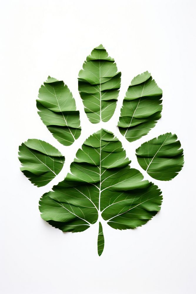A green tiger paw leaf plant white background. AI generated Image by rawpixel.