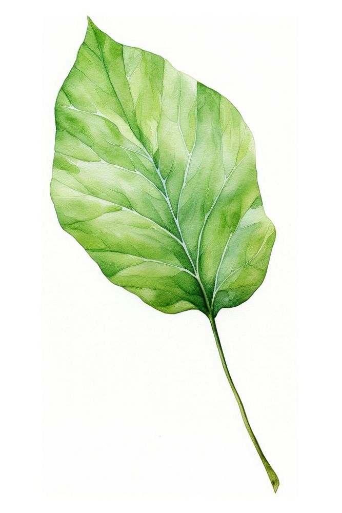 Leaf plant white background xanthosoma. 