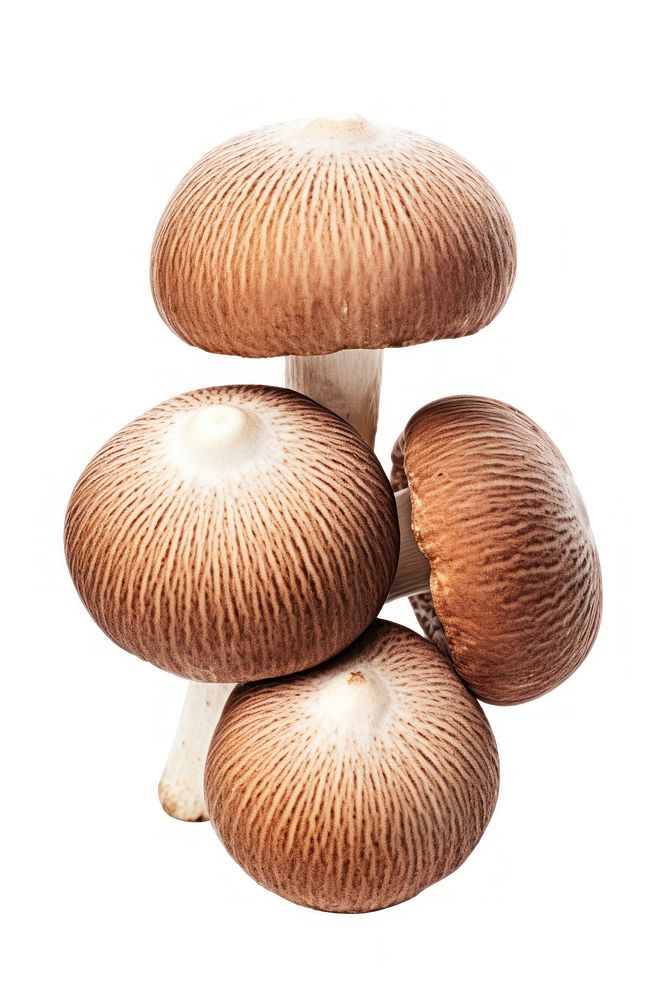 Truffle mushrooms fungus plant white background. AI generated Image by rawpixel.