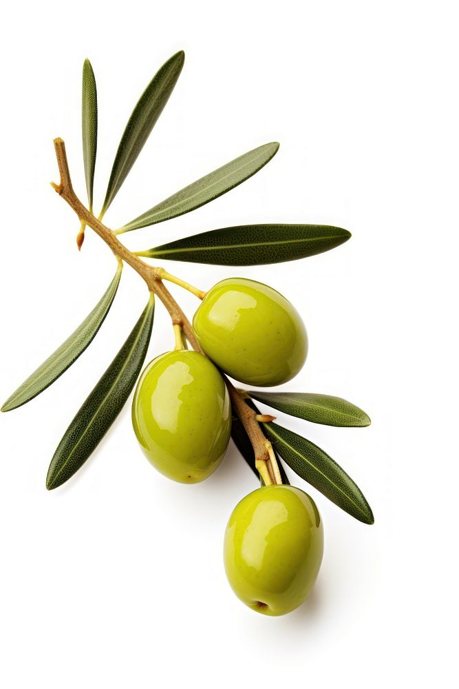 Olive fruit plant food. AI | Free Photo - rawpixel