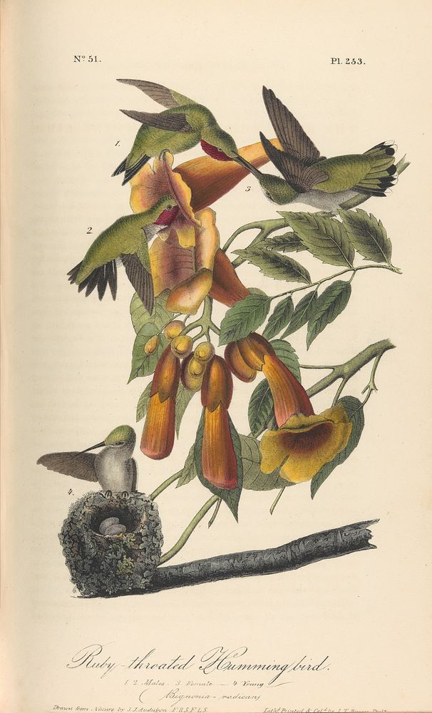 The Birds of America from Drawings Made in the United States