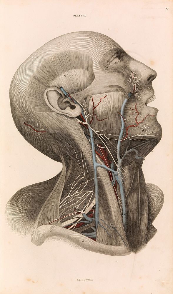 A System of Anatomical Plates of the Human Body, vol. 2