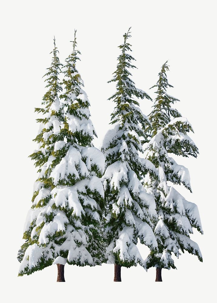 Snow pine tree, botanical collage | Free PSD - rawpixel