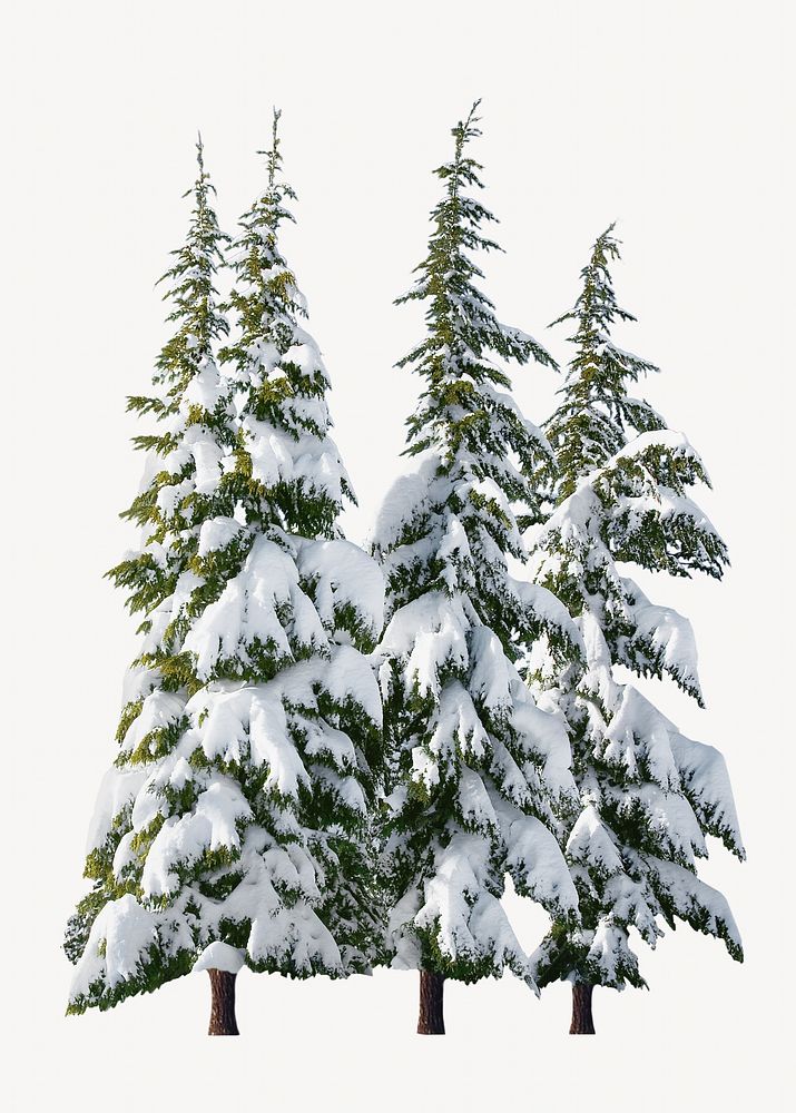 Snow pine tree, isolated botanical image