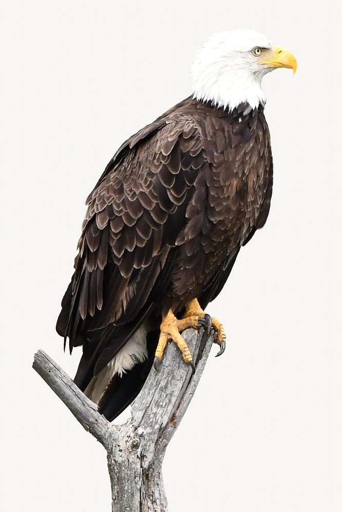 American bald eagle collage element, animal isolated image