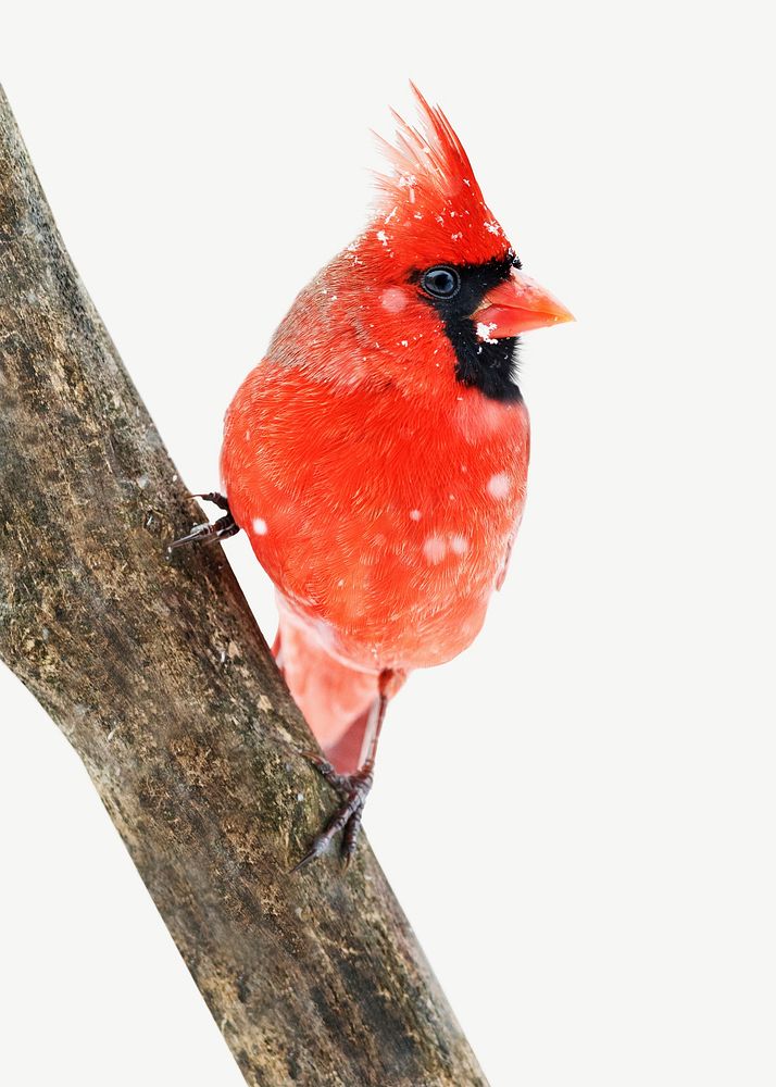Northern cardinal bird, animal collage element psd
