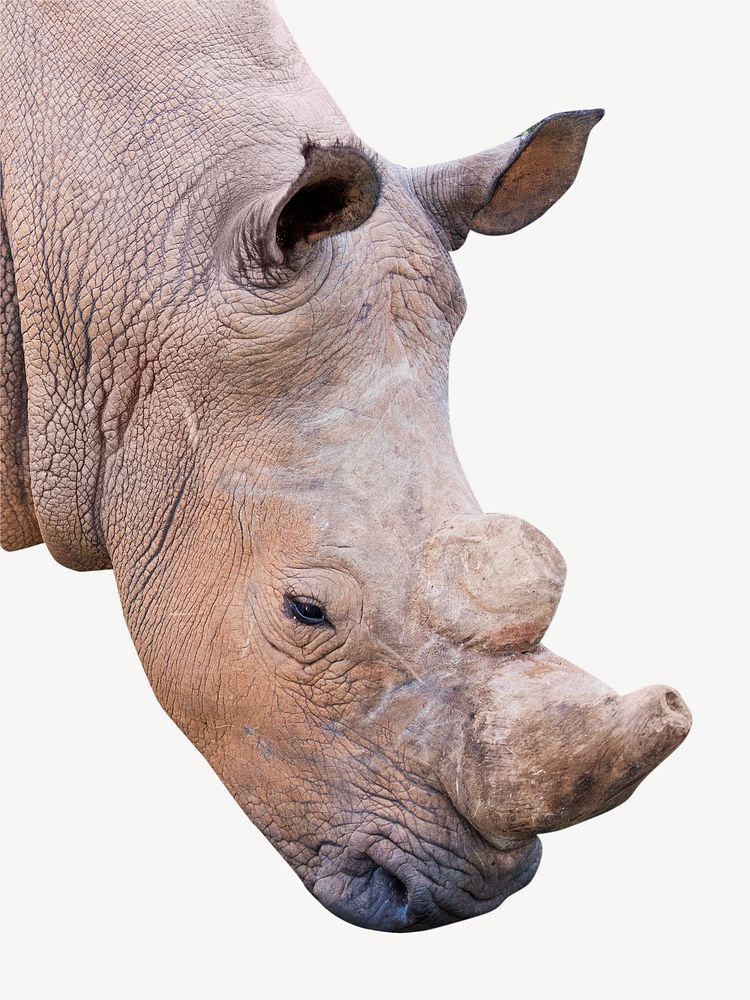 Rhino , isolated wild animal image