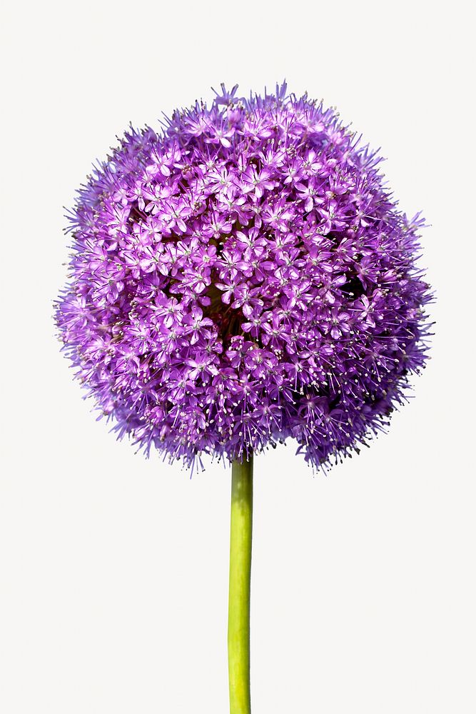 Purple allium flower, isolated botanical image