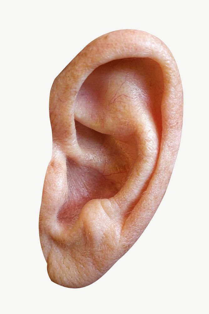 Human ear collage element psd