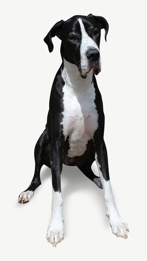 Great Dane dog, pet animal collage element psd