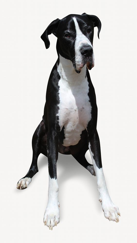 Great Dane dog, pet animal image