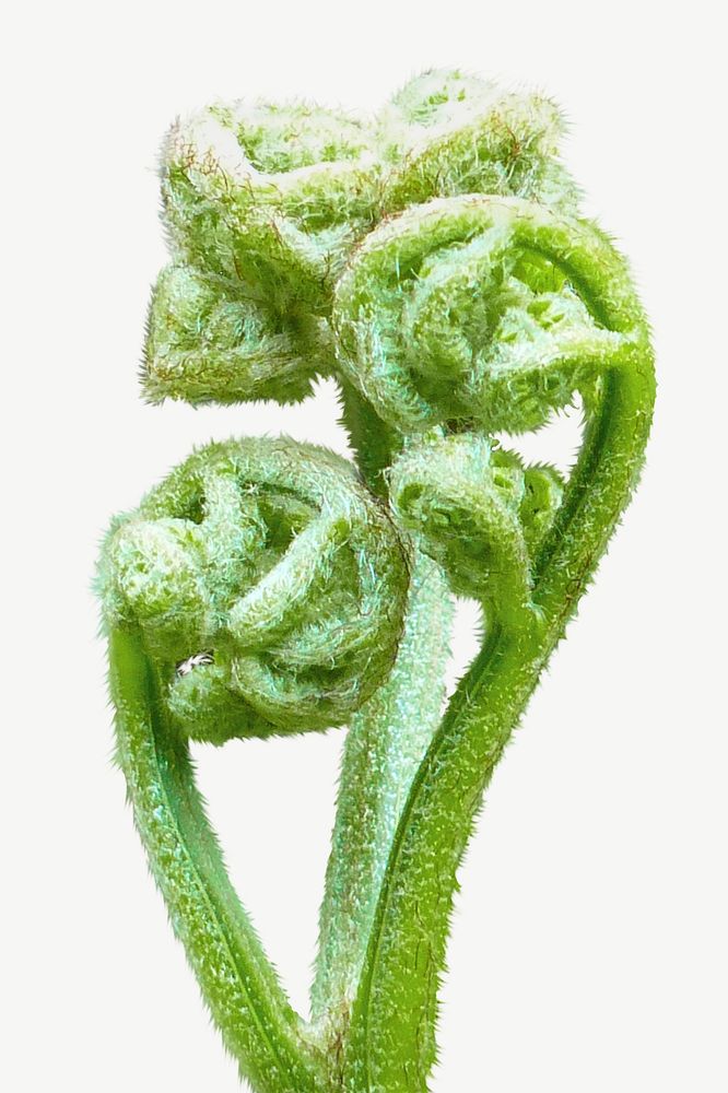 Fiddlehead fern collage element isolated image