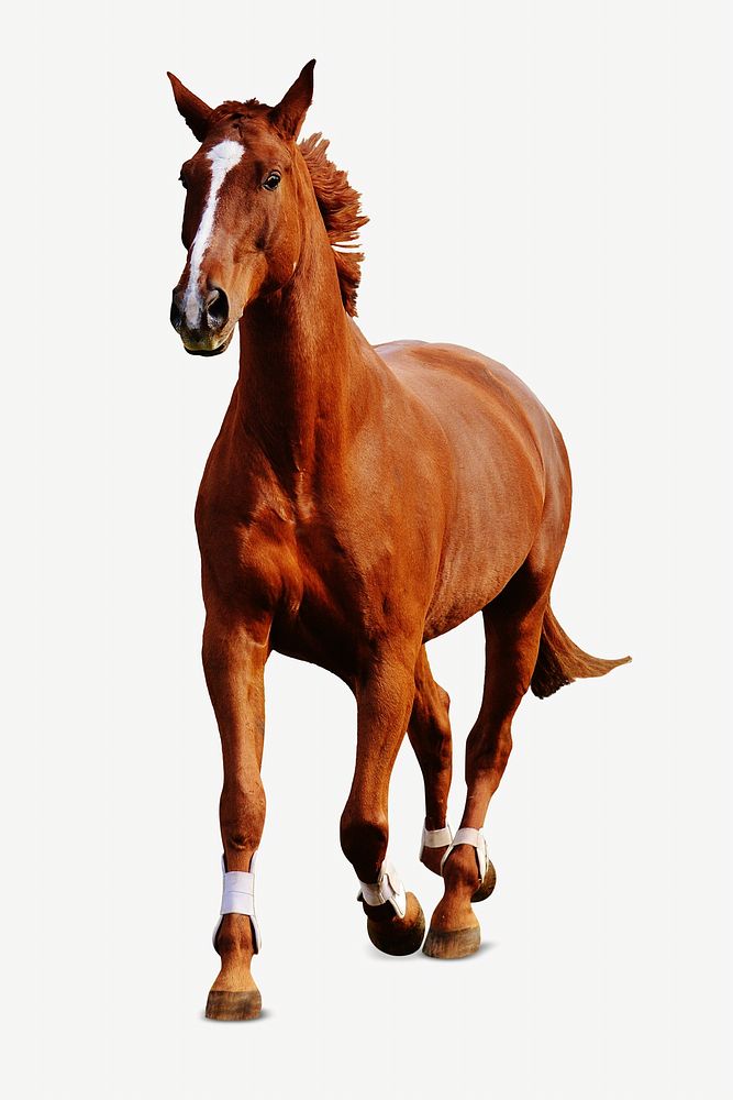 Running horse, isolated animal image