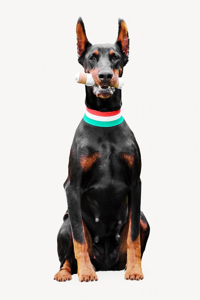 Doberman dog animal collage element, isolated image