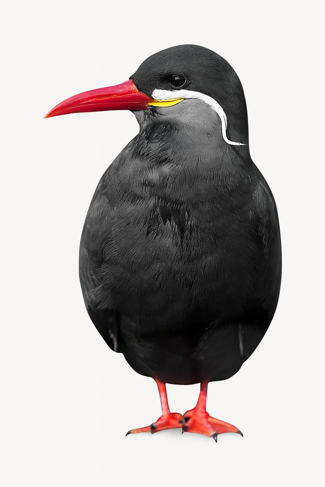 Inca tern bird  animal collage element, isolated image