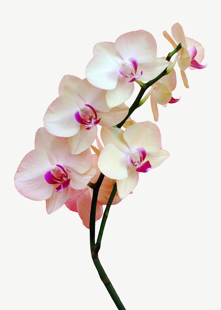 Moth orchid flower collage element psd