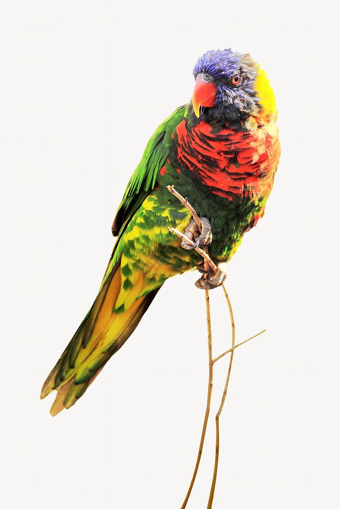 Loriini bird animal collage element, isolated image