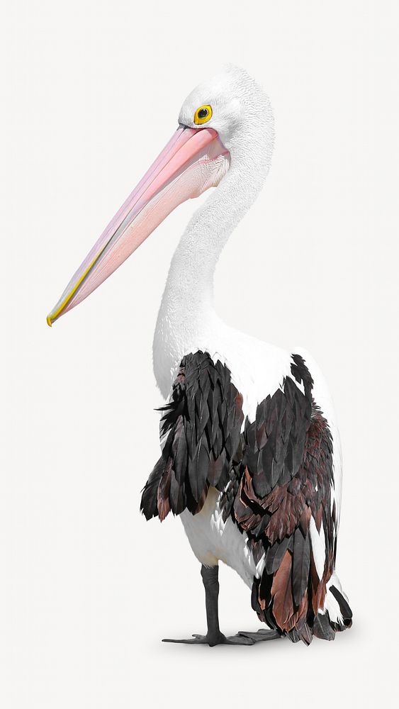 Australian pelican bird animal collage element, isolated image