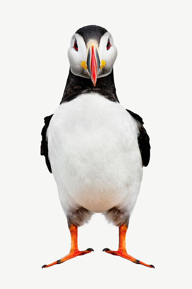 Atlantic puffin bird collage element, animal isolated image psd
