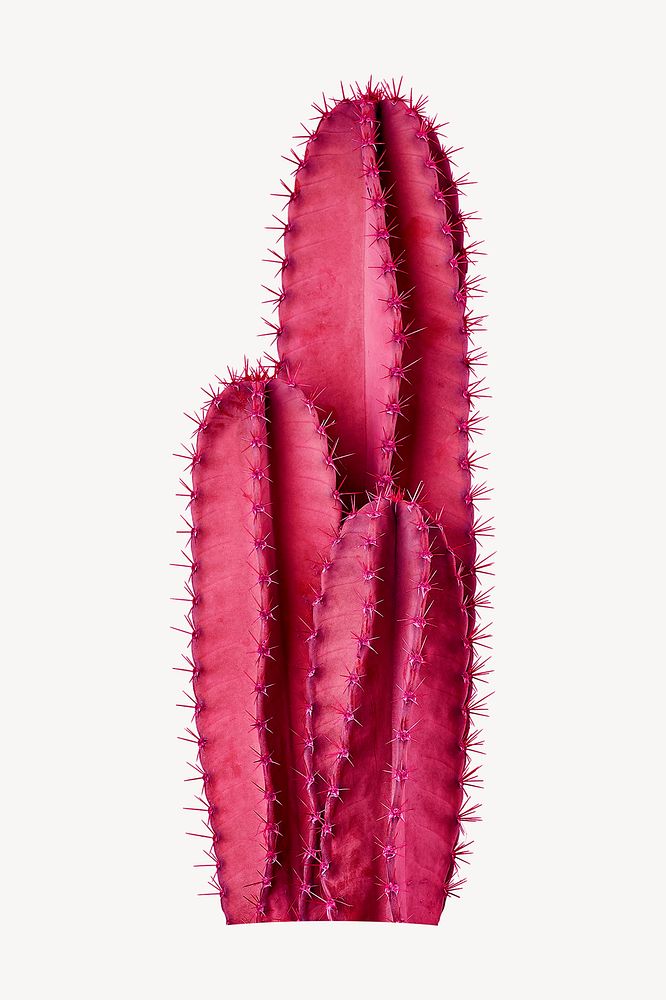 Pink cactus  psd