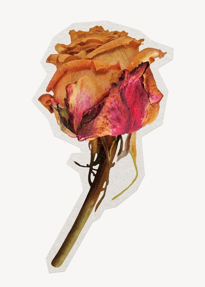 Dried pink rose with a shadow on a background, premium image by  rawpixel.com / Teddy Rawpixel