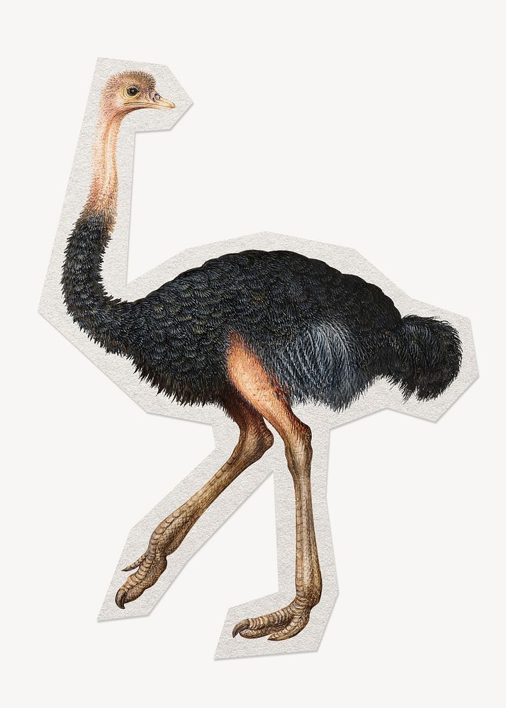 Ostrich paper element with white border 