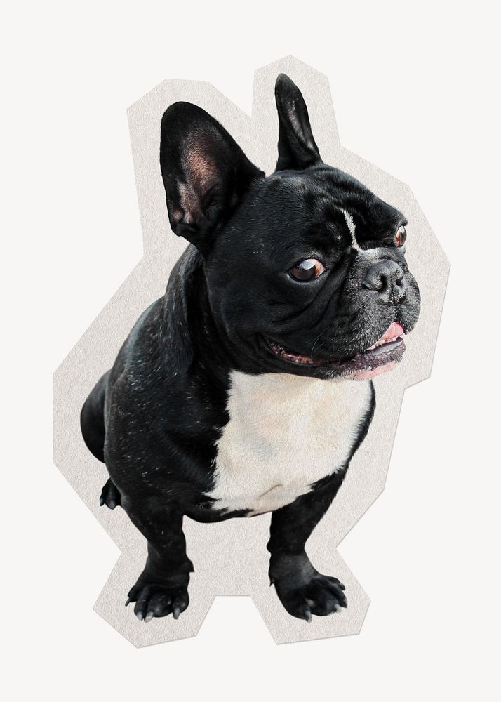 Bulldog puppy paper element with white border
