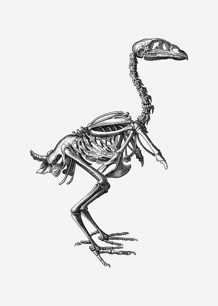 Dinosaur skeleton illustration. Free public domain CC0 image.