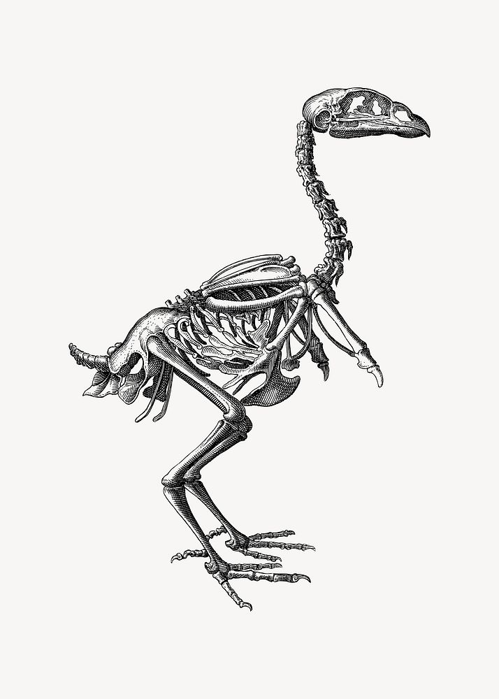 Dinosaur skeleton clipart illustration vector. Free public domain CC0 image.